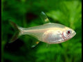 albino Gold Pristella