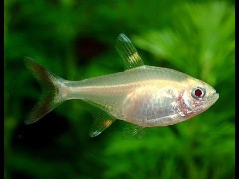 albino Gold Pristella