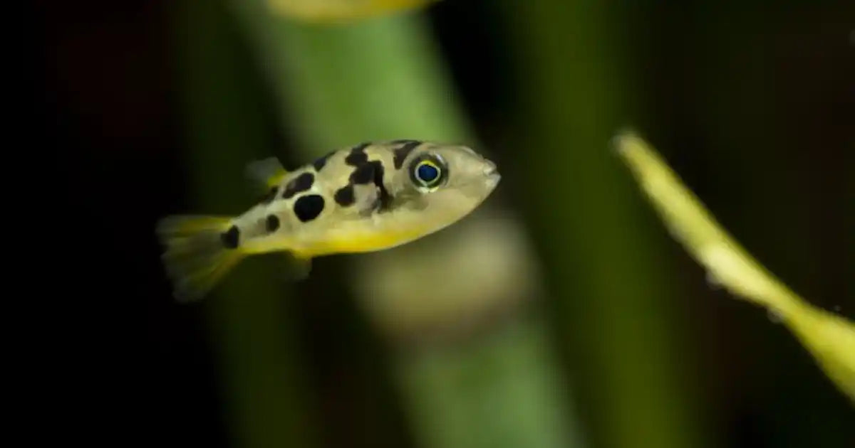 Dwarf Freshwater Puffer
