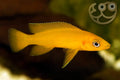 Orange Neolamprologus Leleupi Cichlid