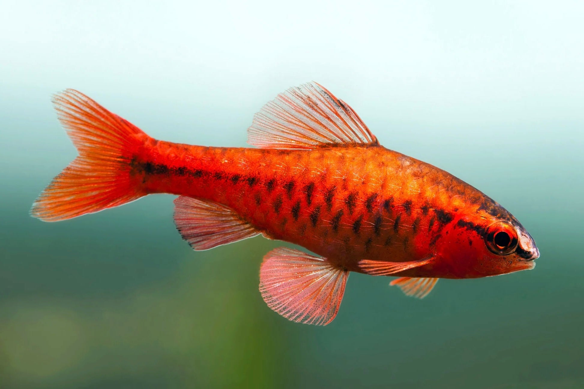 Cherry Barb
