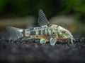 Paleatus Corydoras