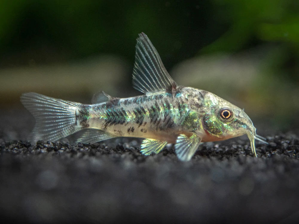 Paleatus Corydoras