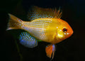Gold Ram Cichlid