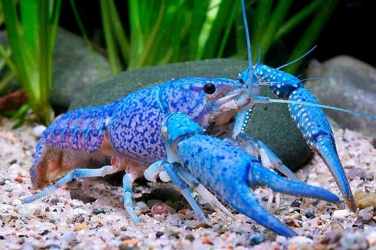 Blue Crawfish