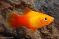Sunburst Platy