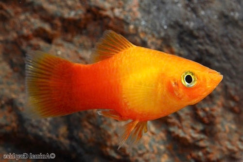 Sunburst Platy