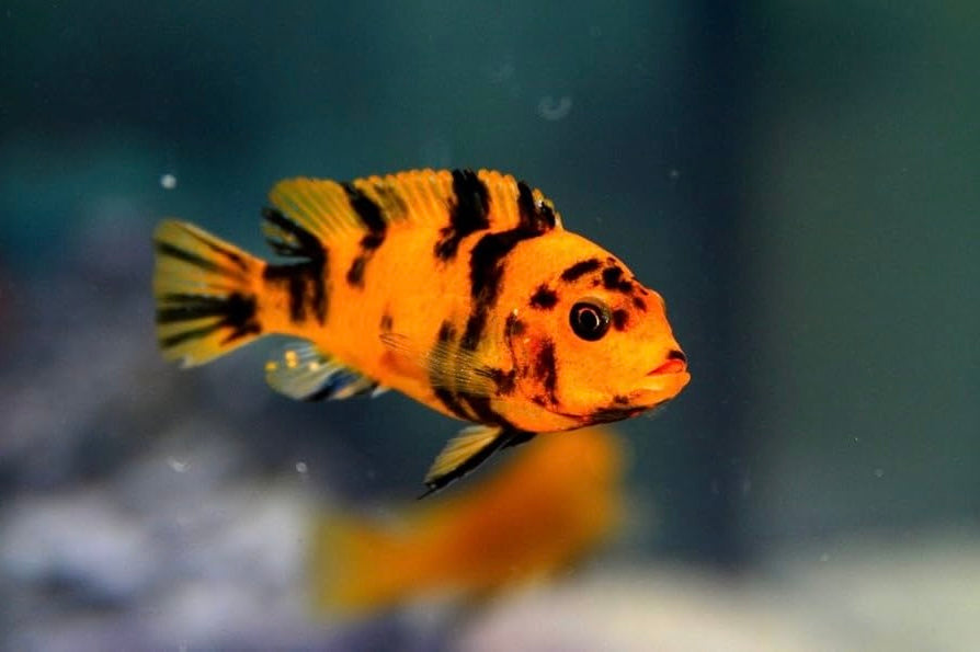Red Blotch Zebra Cichlid