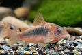 Aeneus Corydoras