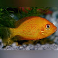 red chromide cichlid