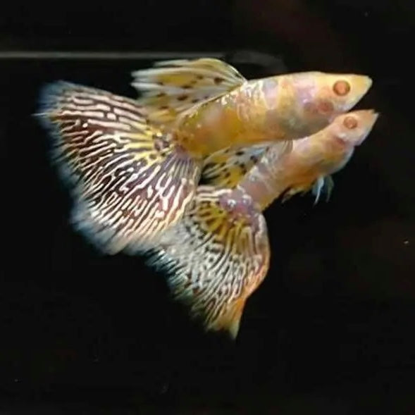 albino king cobra guppy pairs