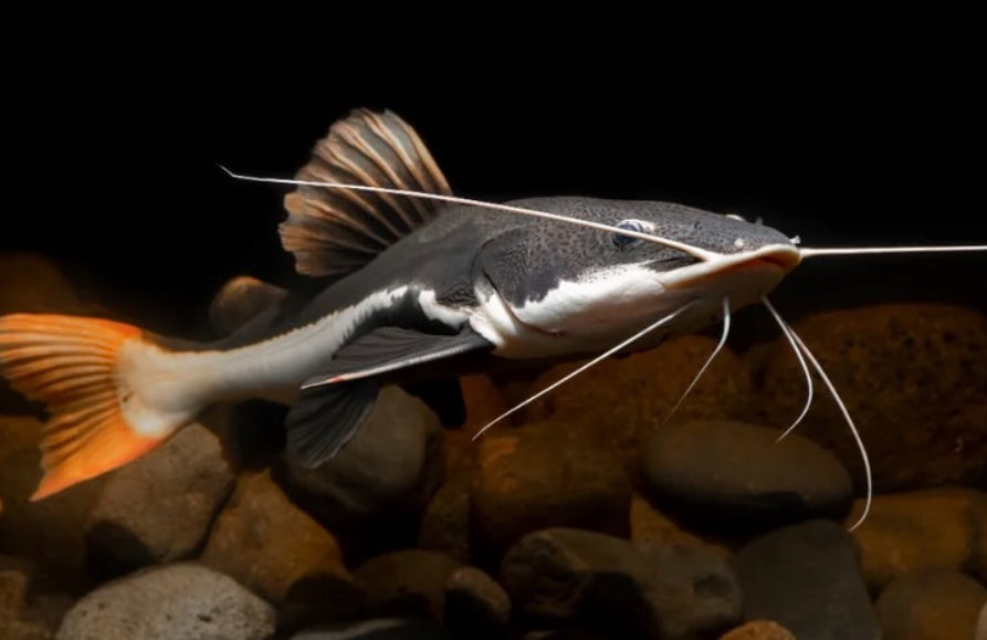 Redtail Catfish