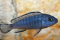 socolofi cichlid