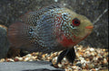 Flowerhorn Parrot Cichlid