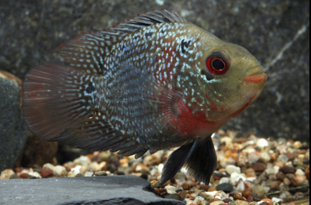 Flowerhorn Parrot Cichlid