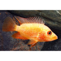 Colored Red Devil Cichlid