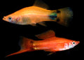 Assorted Crescent Swordtail