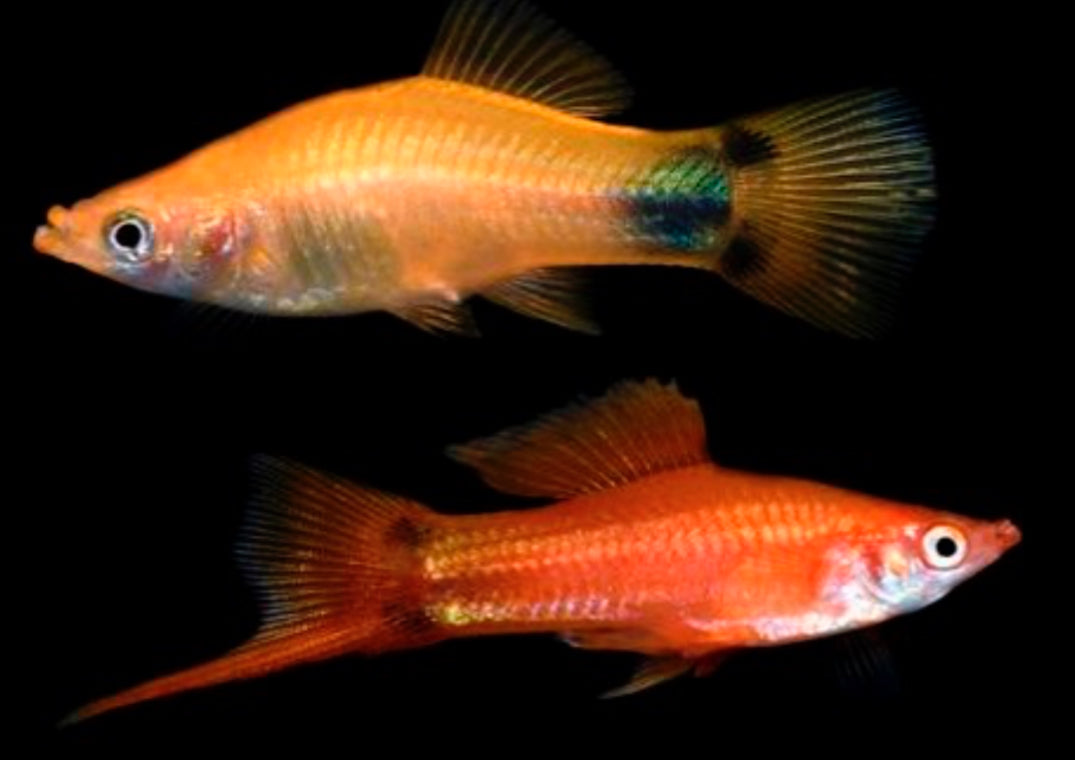 Assorted Crescent Swordtail