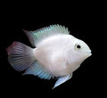 Snow White Parrot Cichlid