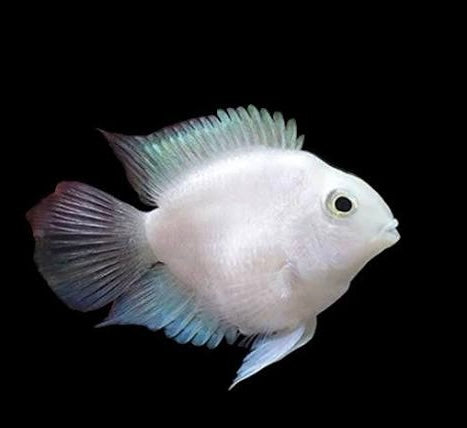 Snow White Parrot Cichlid