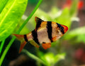 Tiger Barb