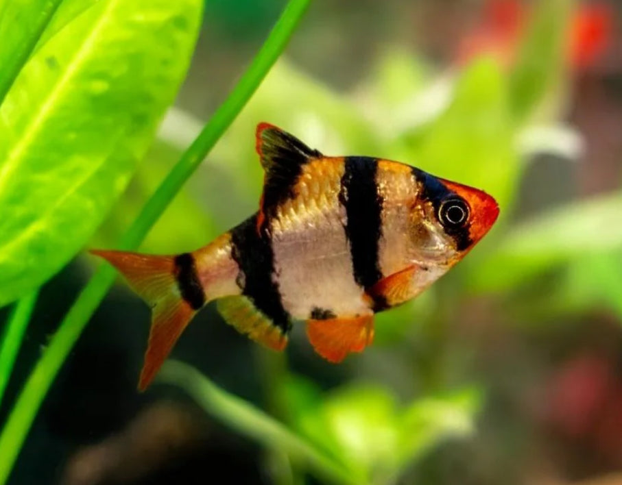 Tiger Barb