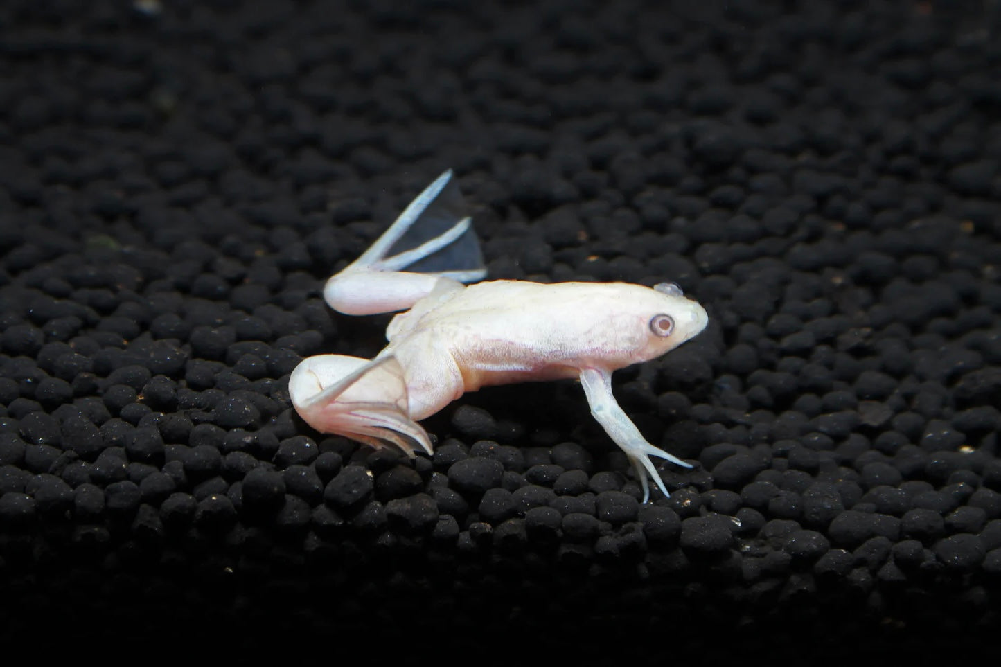 albino dwarf bb puffer