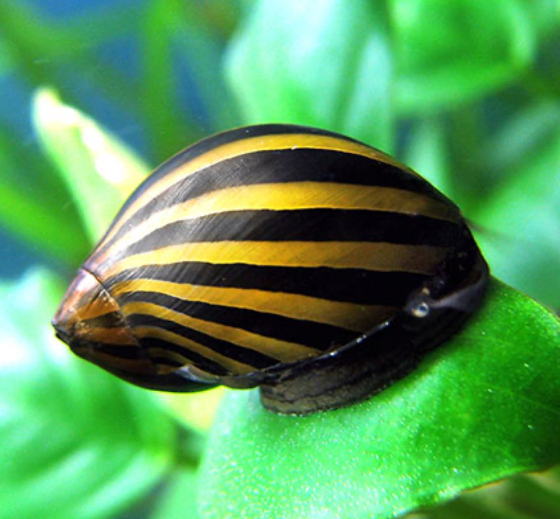 Zebra Nerite Snail