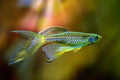 Longfin Leopard Danio