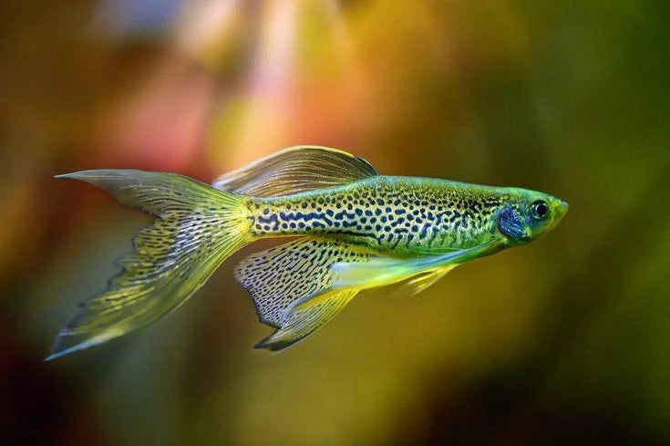 Longfin Leopard Danio