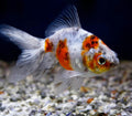 Calico Fantail Goldfish