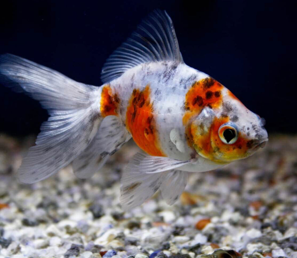 Calico Fantail Goldfish