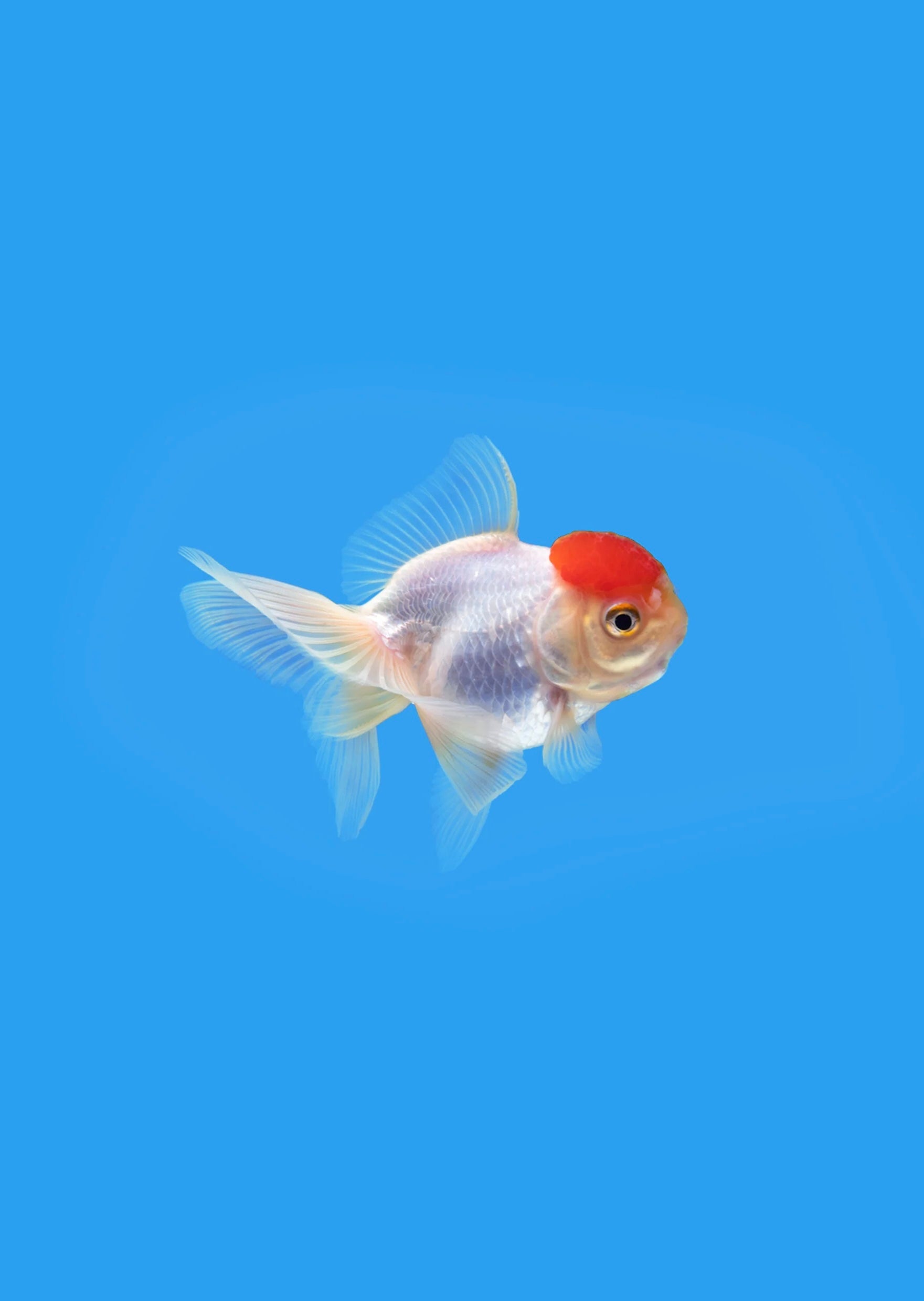 Red Cap Oranda Goldfish