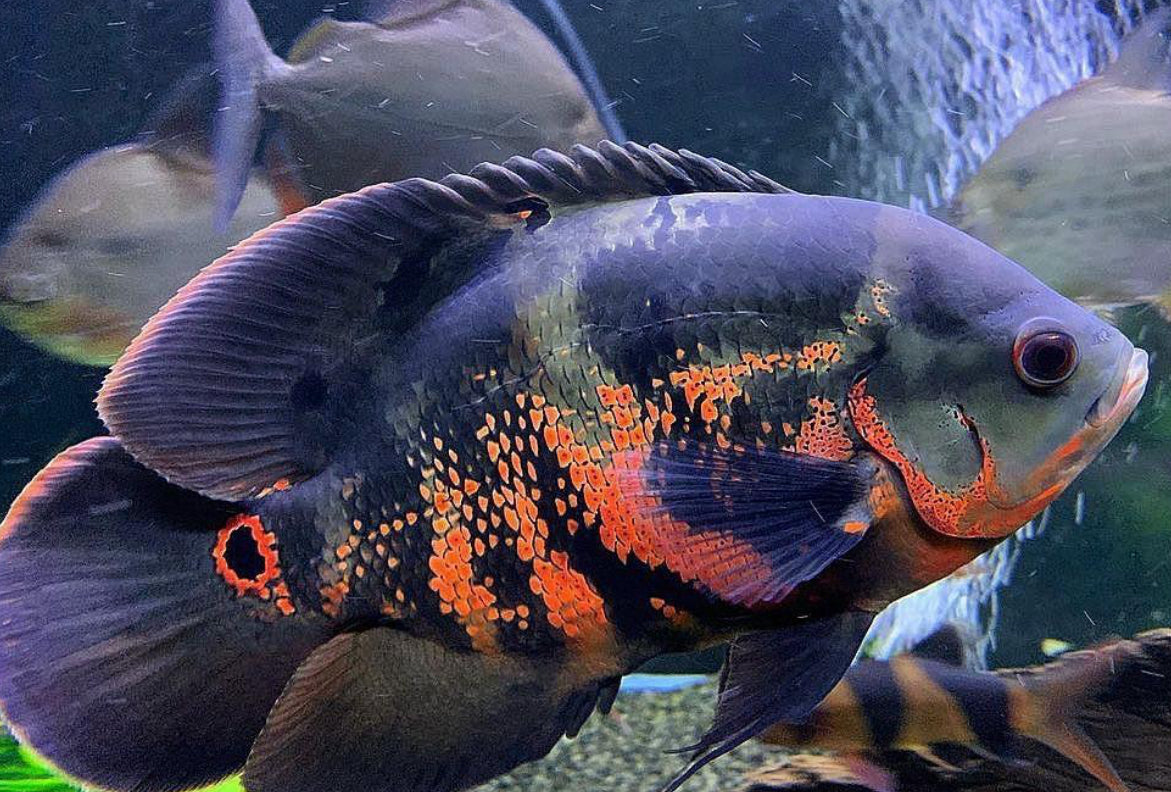 Oscar