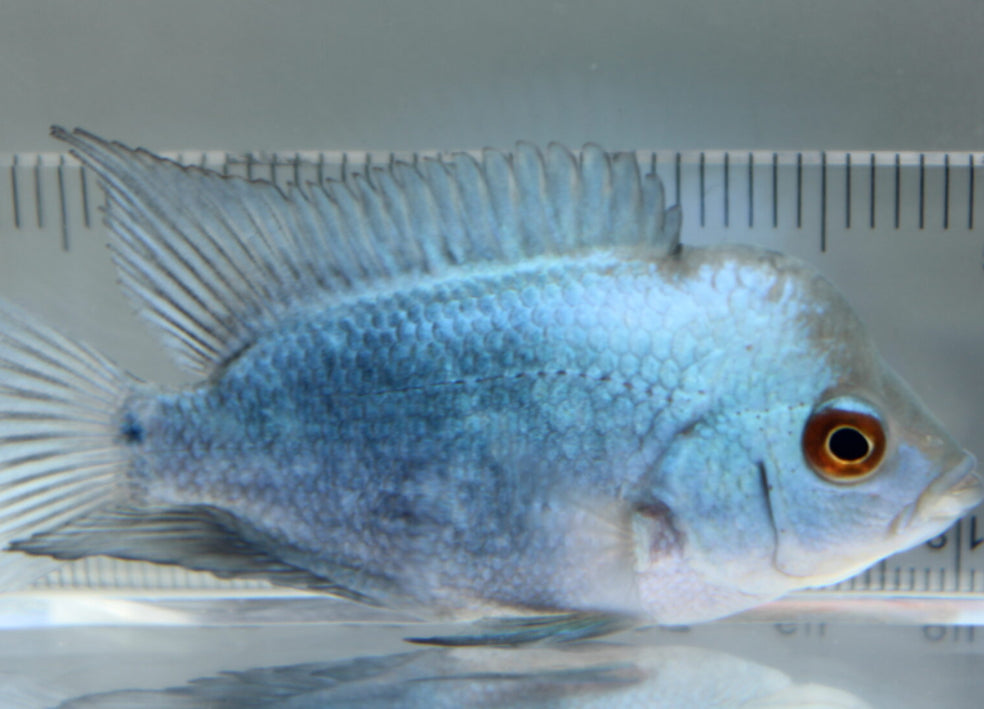 Titanium Flowerhorn small