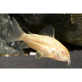 Albino Aeneus Corydoras