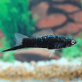 Black Swordtail