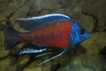 red fin borleyi cichlid