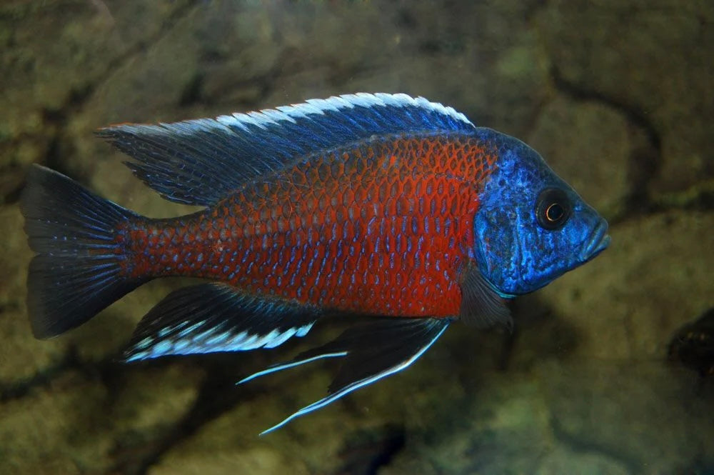 red fin borleyi cichlid