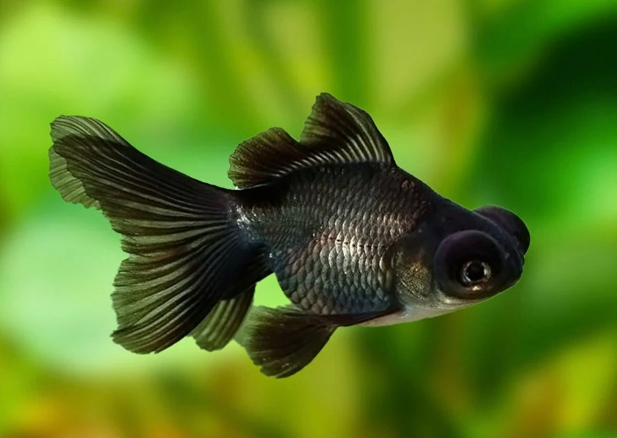 Black Moor Goldfish