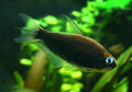 black emperor tetra