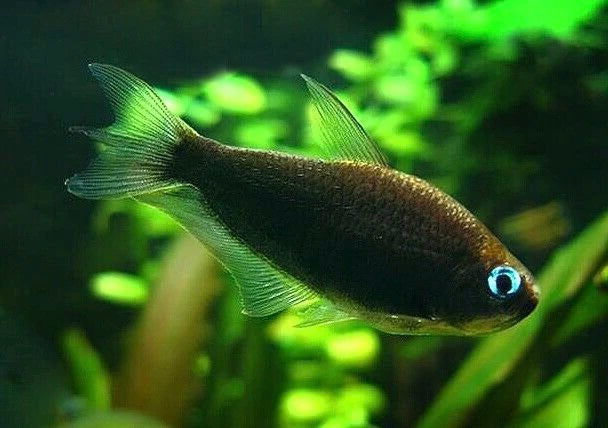 black emperor tetra