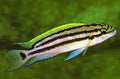 chalinochromis popelini cichlid