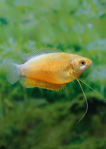 Sunset Thicklip Gourami