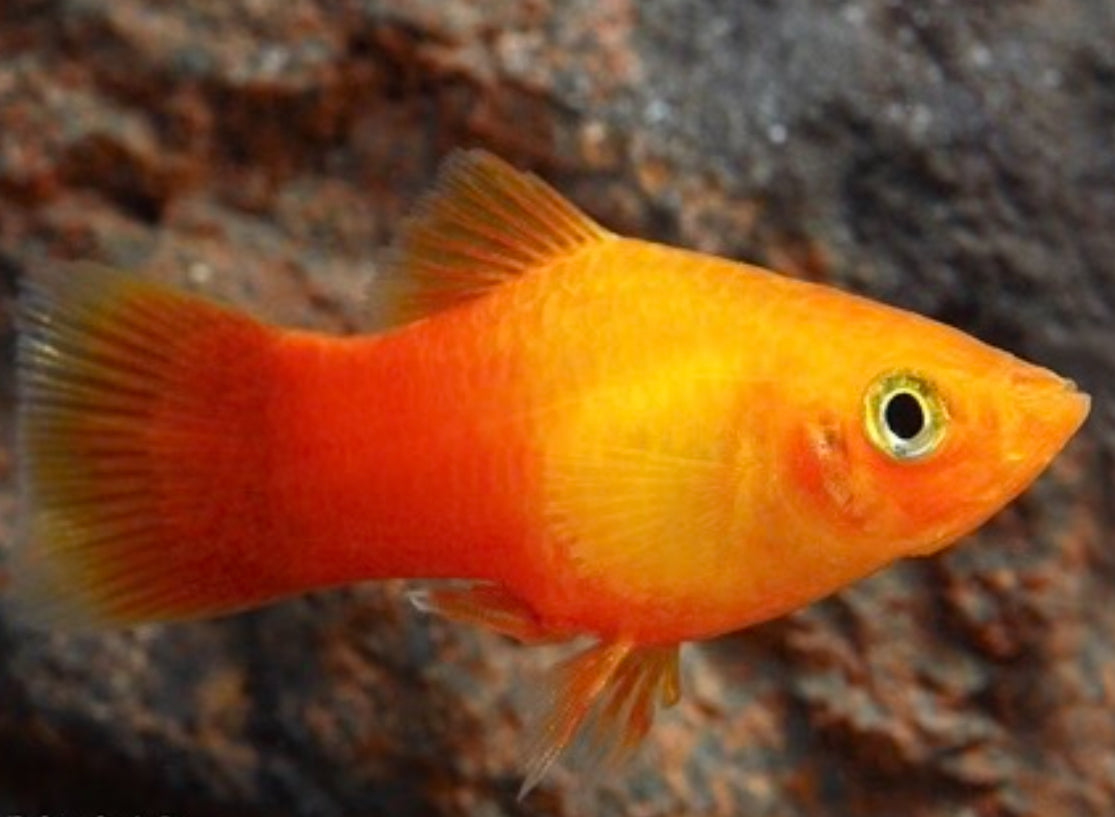 Sunburst Platy