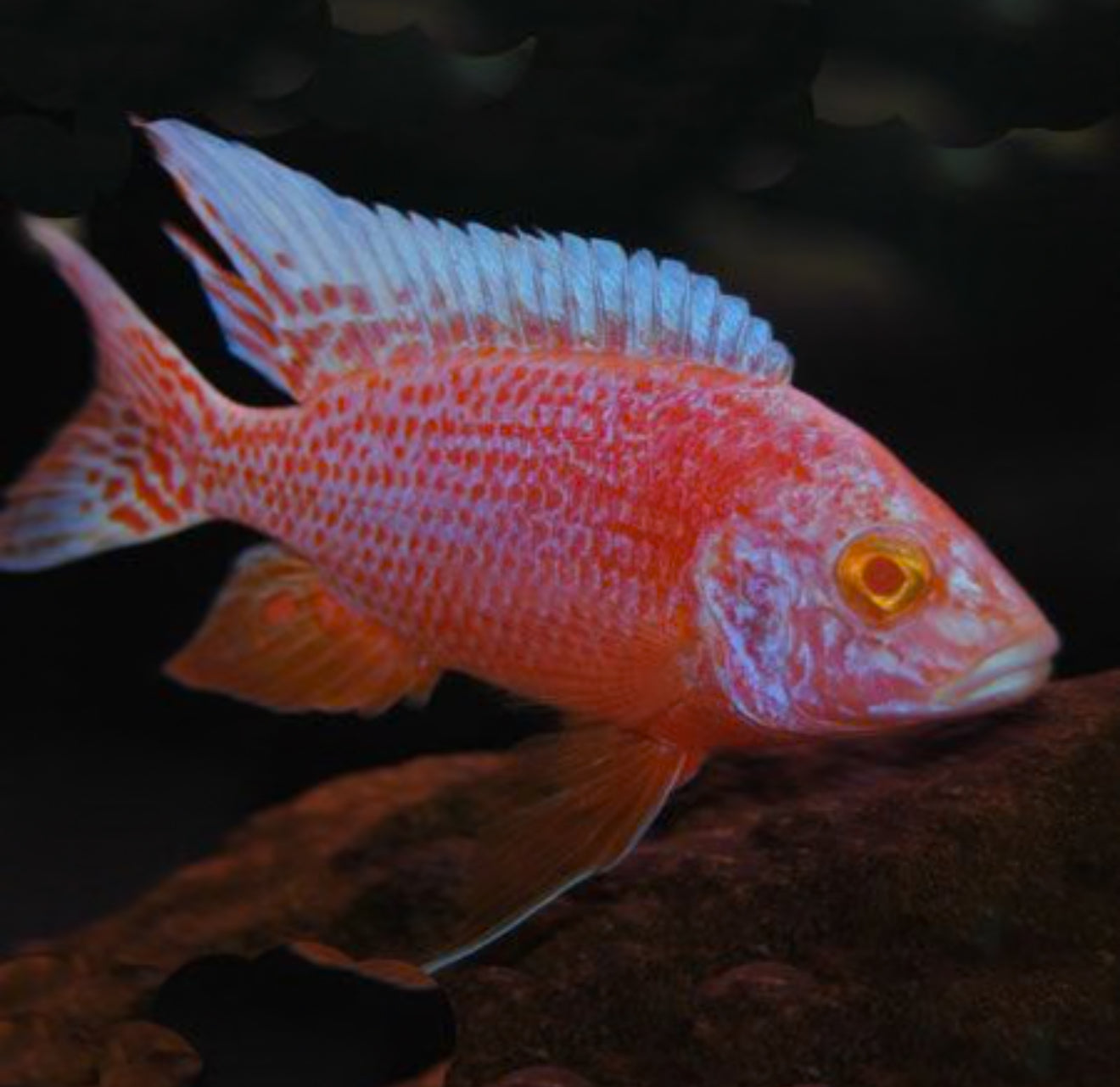 Albino Strawberry Peacock Cichlid