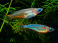 Daisy Ricefish Killie