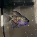 Diamond Tetra