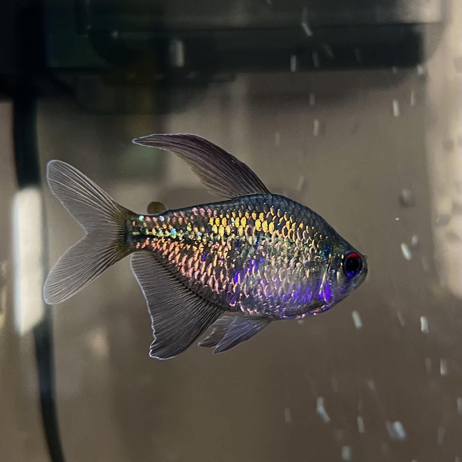 Diamond Tetra