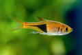 Rasbora Het